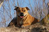 STAFFIE 306